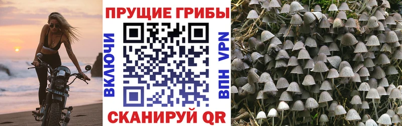 магазин продажи наркотиков  Эртиль  площадка формула  Псилоцибиновые грибы Magic Shrooms 
